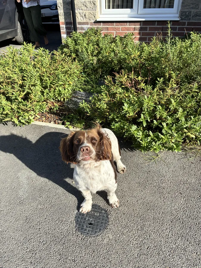 English springer spaniel dog for sale