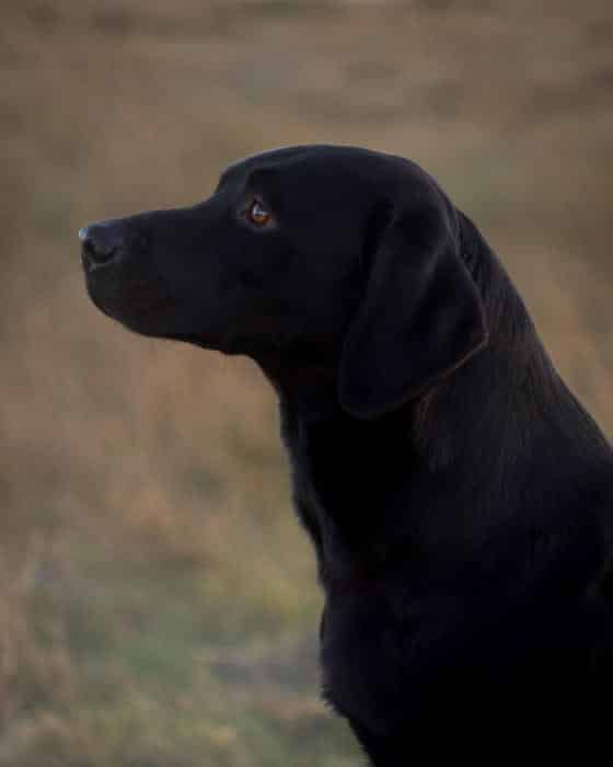 FTW Nettlebridge By Your Side Labrador Stud