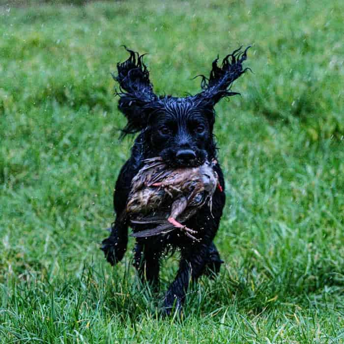 KC Registered Working Cocker Spaniel For Stud