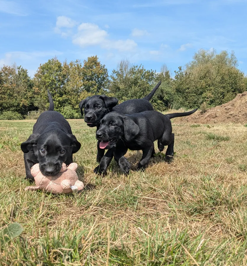 Gorgeous litter of black lab pups FULLY HEALTH TESTED PARENTS