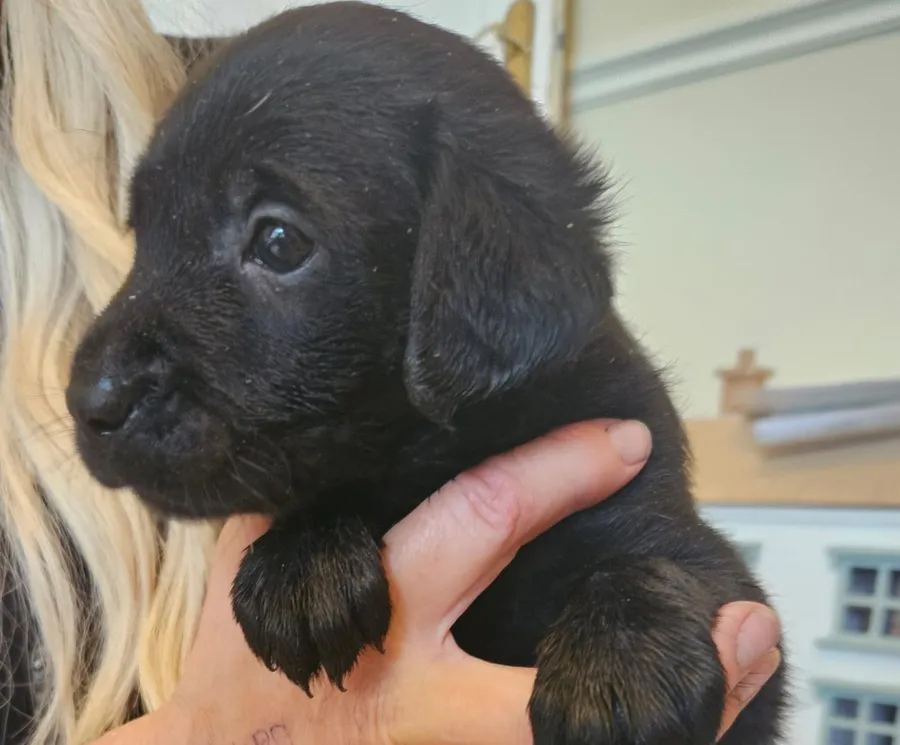 Well bred working labrador pups for sale