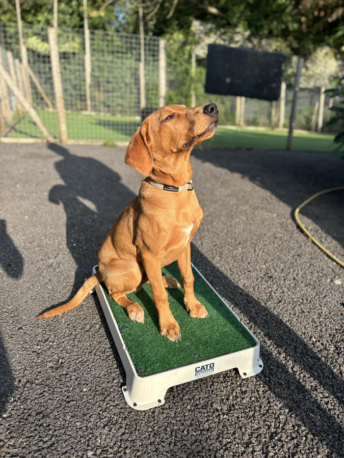 Fox Red Labrador 6 months old