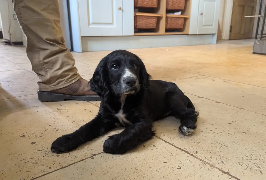 Working Cocker Spaniel Puppy Health Tested Parents KC Registered