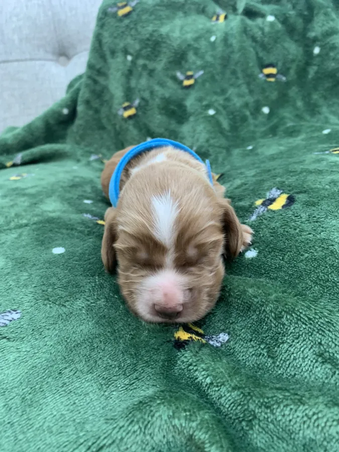 KC Registered Cocker Spaniel Puppies For Sale