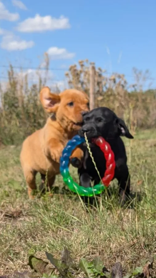 Labrador puppies