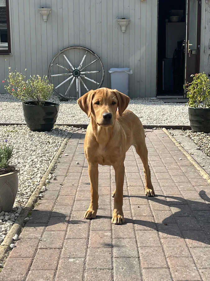 Part Trained Labrador Retriever Puppy