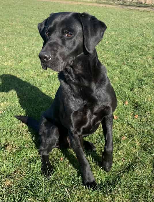 Labrador @ Stud
