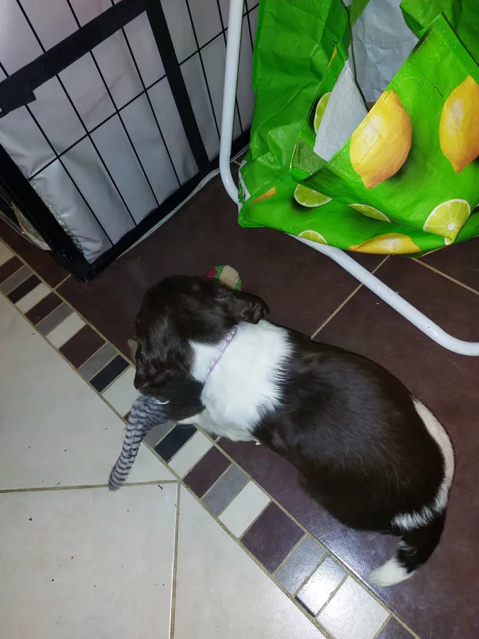 Beautiful ESS looking for work and digs