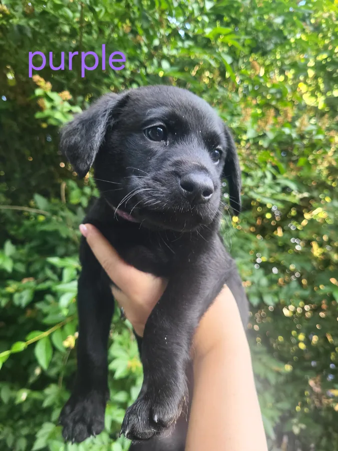Kc labradors