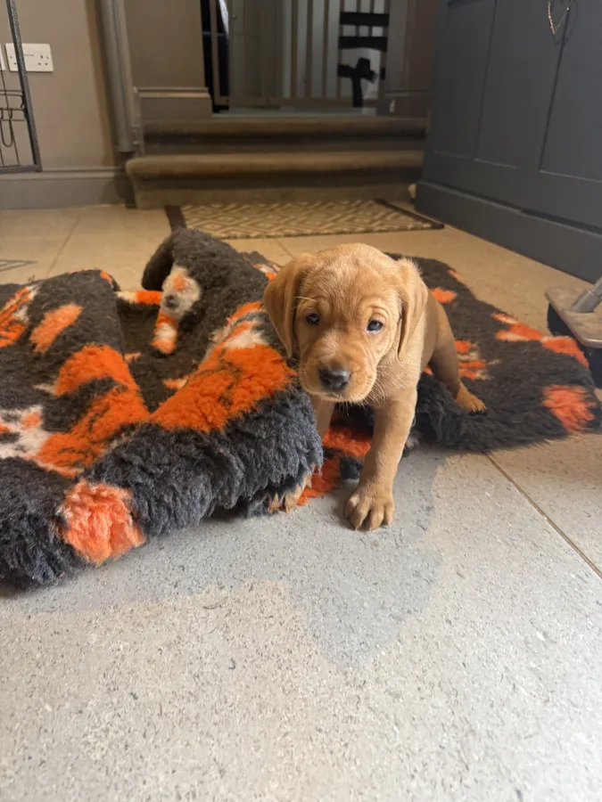 Working Fox Red Labrador Puppies