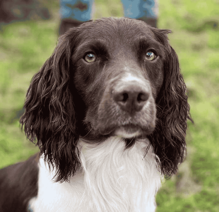 Stunning English Springer DOG, health tested, proven and working
