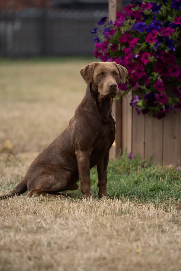 KC Reg FTCH Pedigree with 0-0 Hips