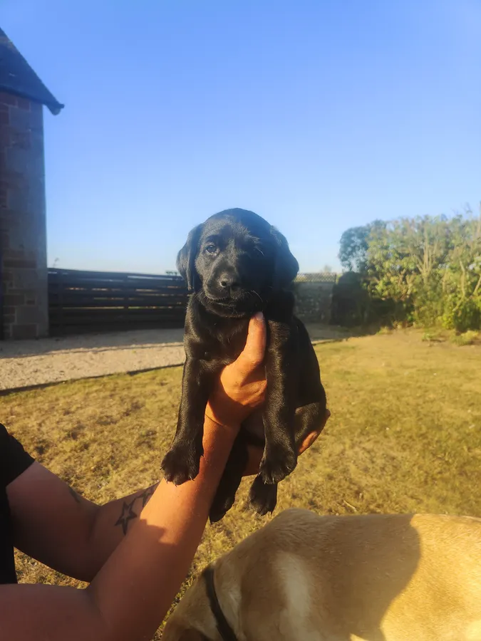 Labrador puppies KC Reg