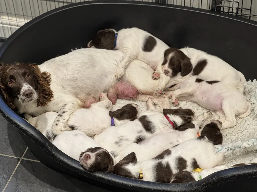 KC Registered Working Springer Spaniels