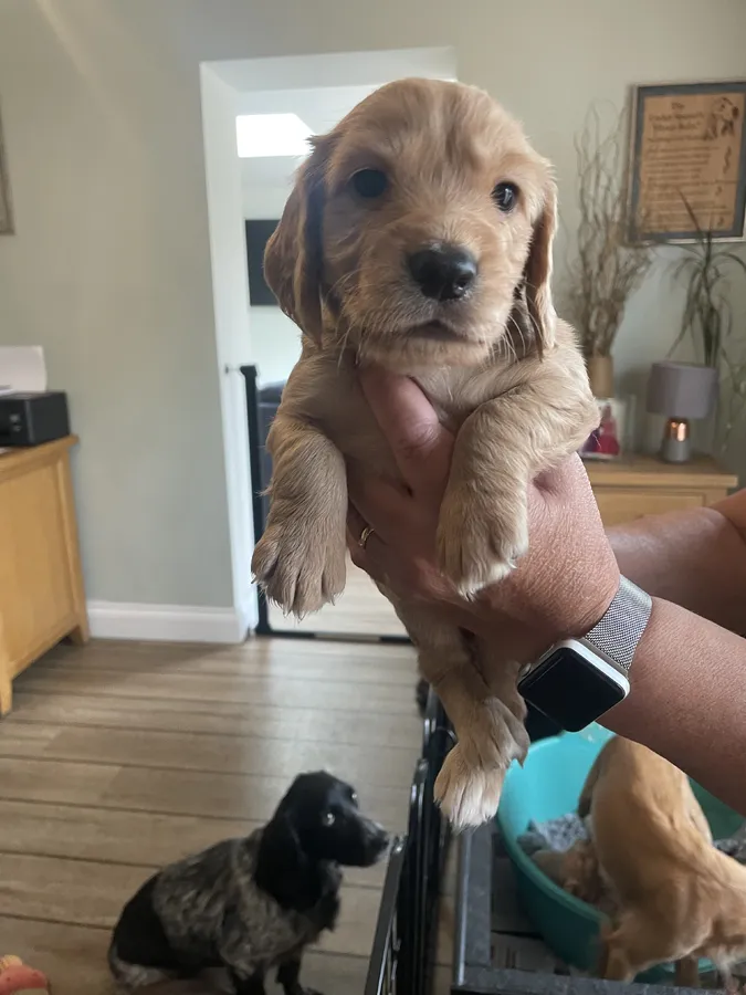 Beautiful KC Registered Working Cocker Pups
