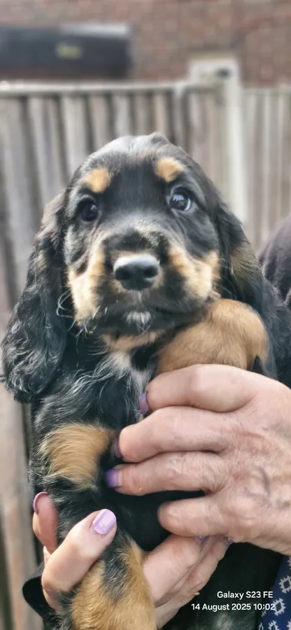 Working cocker spaniel puppies