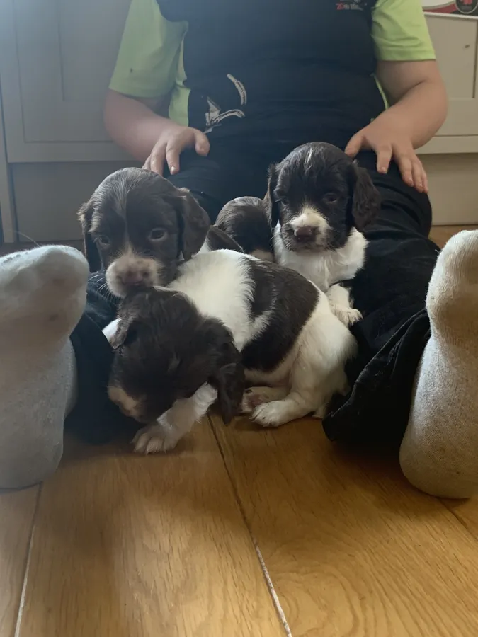 KC Reg Working Springer Spaniel Puppies