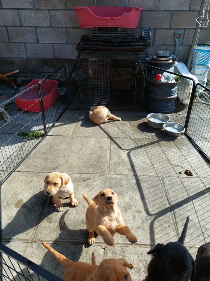 Labrador Puppies