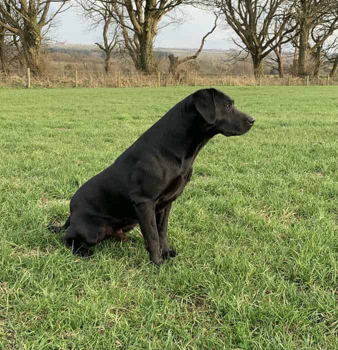 KC Registered Labrador