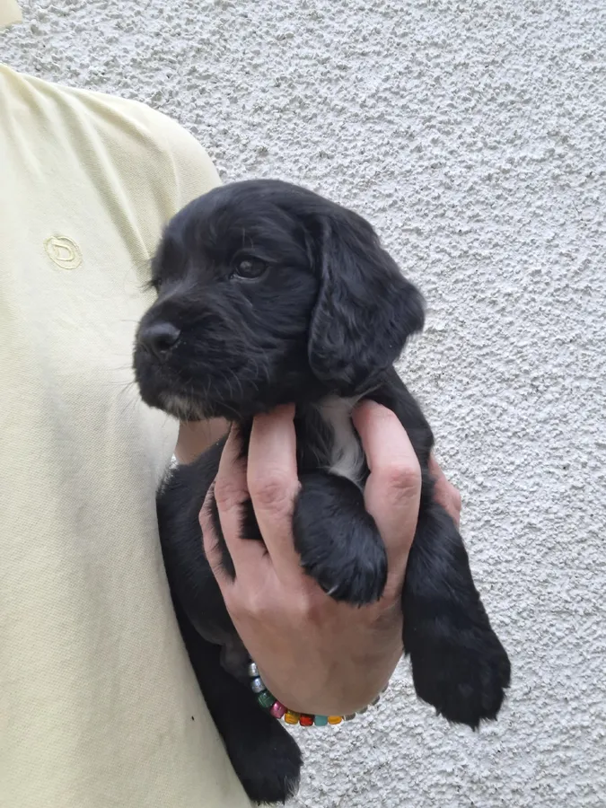 Black dog