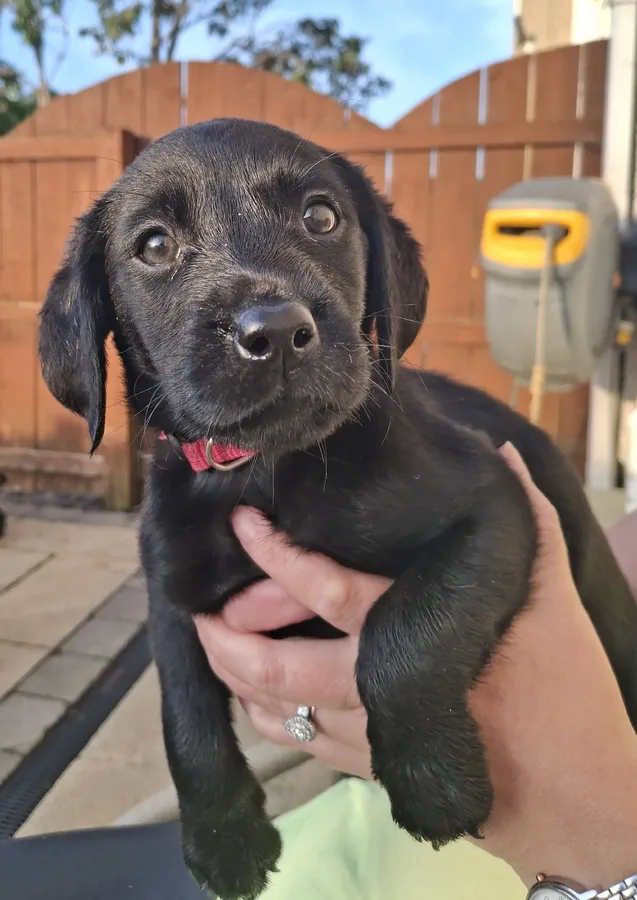 KC Registered Labrador Pups