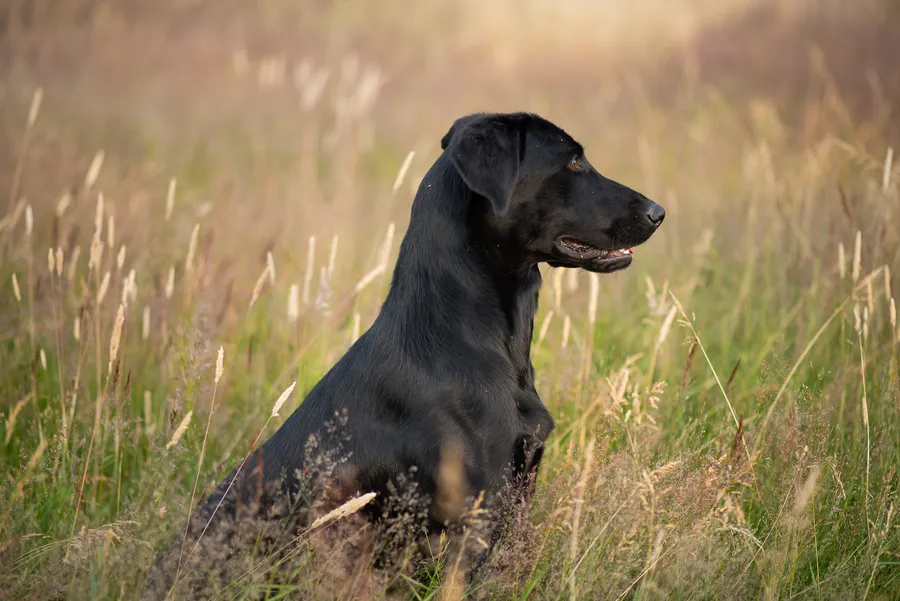 FTch x FTch Trained young black lab