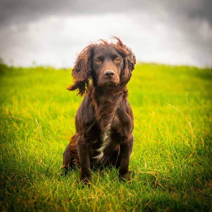Lovely proven KC reg WCS available for Stud