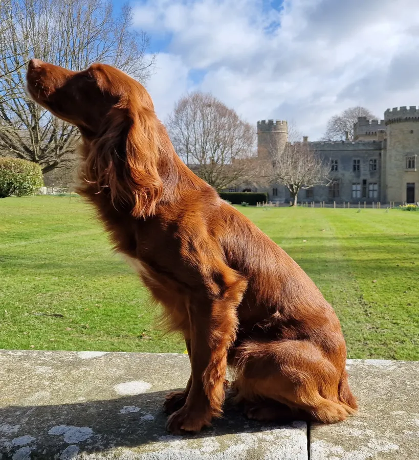 OFTW Cocker Spaniel Stud