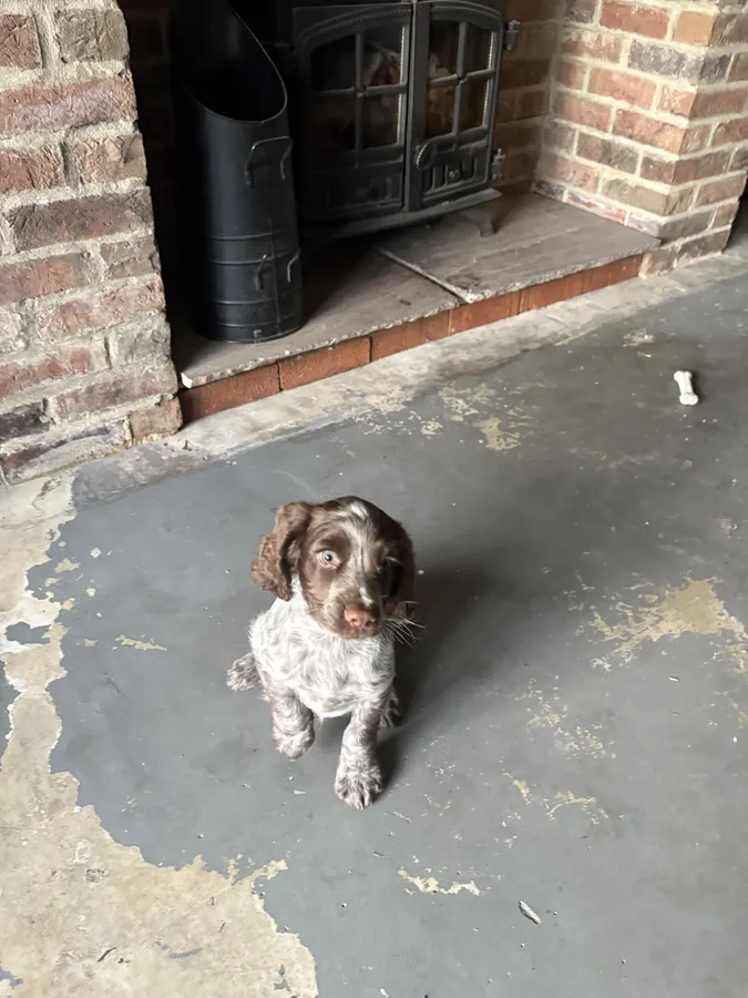 Working Cocker Spaniel Puppies
