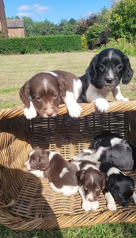 Kc springer spaniel pups