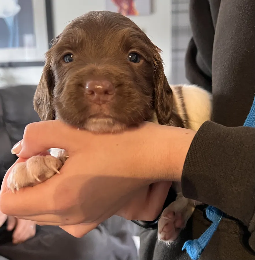Stunning litter of KC Registered Springer Spaniel Puppies