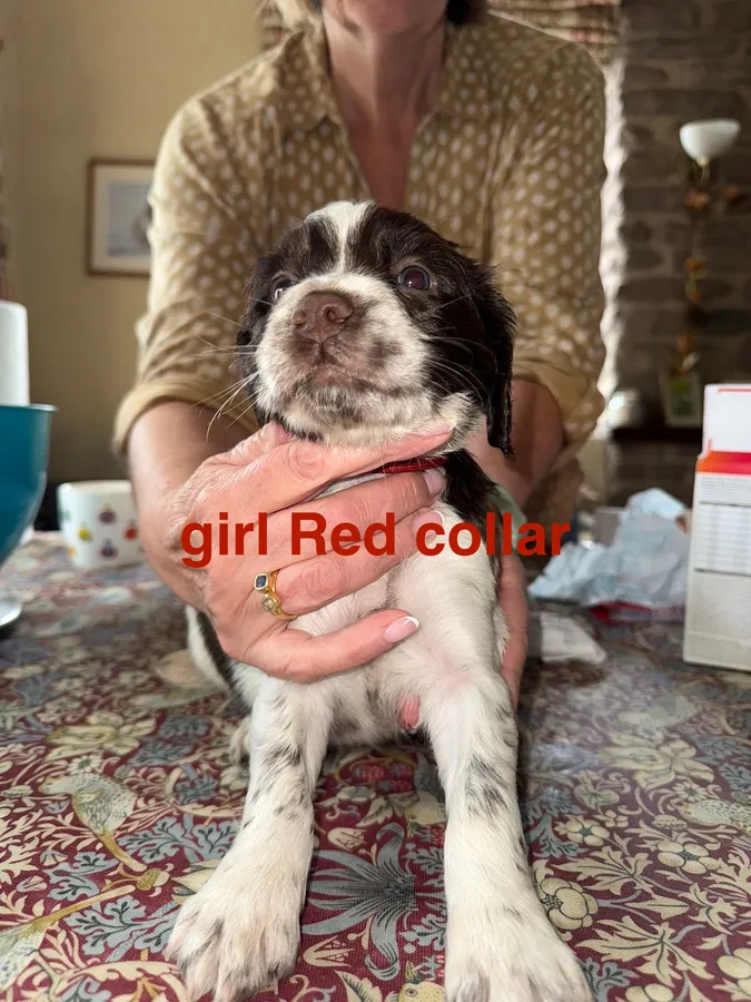 kC Springer Spaniel puppies liver and whote