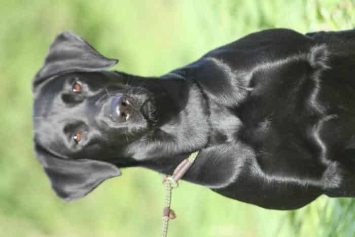 Health Tested KC Registered Black Labrador at Stud