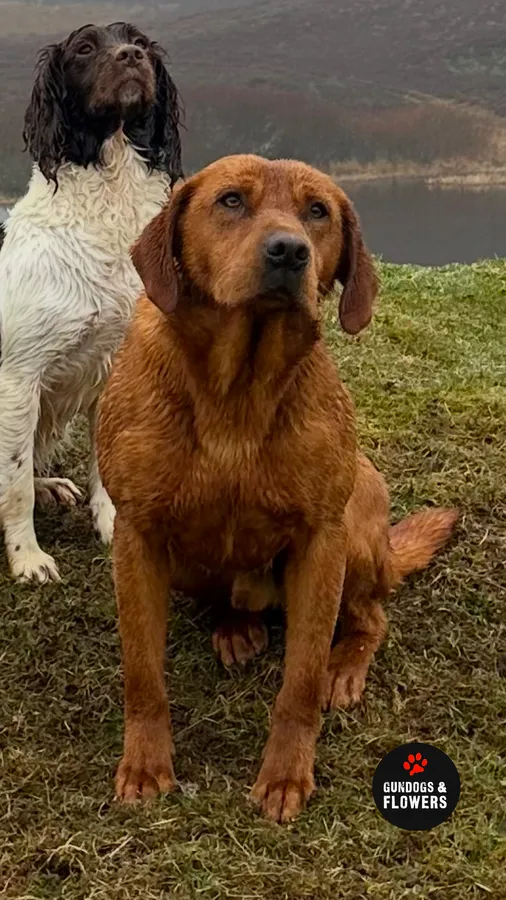 KC Fox Red Health Tested Labrador Stud