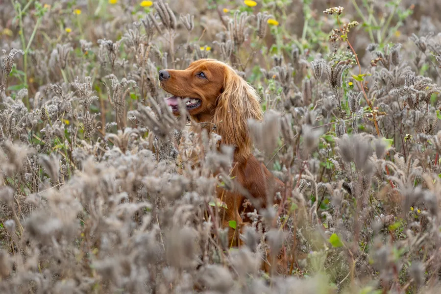 Health tested Working Cocker Spaniel at Stud