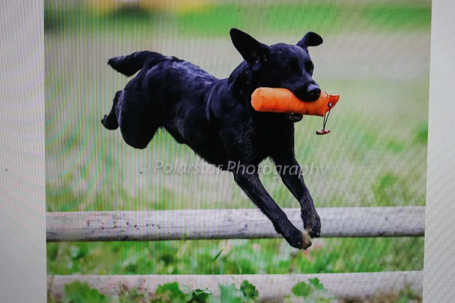 FENDAWOOD FTCH BRED PUPS