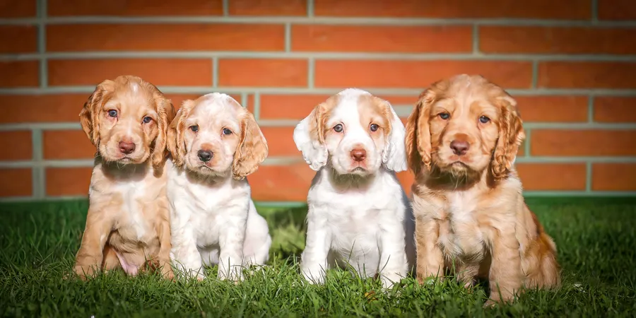 IKC Registered Working Cocker Spaniel Pups