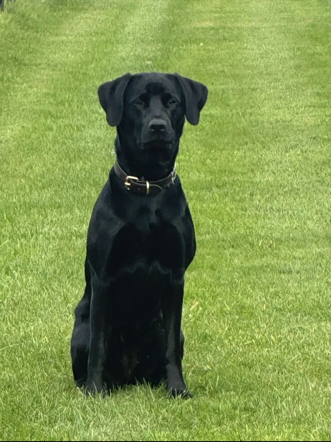 KC registered working lab puppies for sale