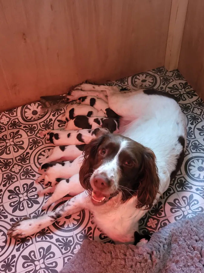 Well marked springer pups