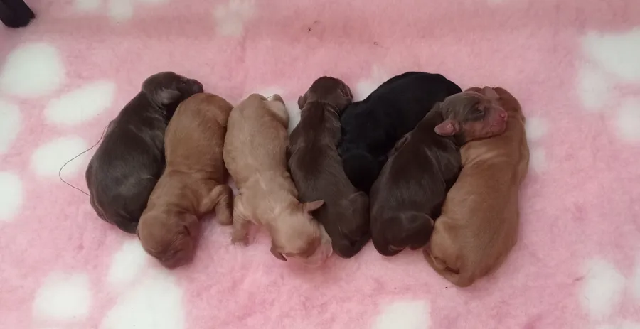 Working cocker spaniel puppies