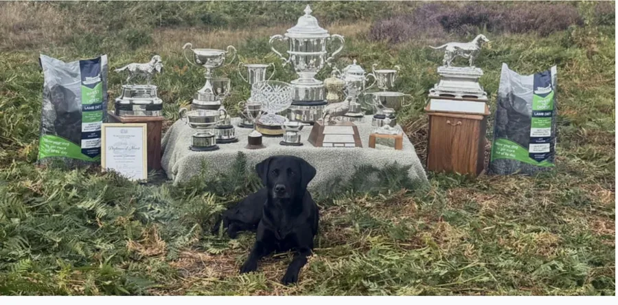 Superb litter of Lab Pups