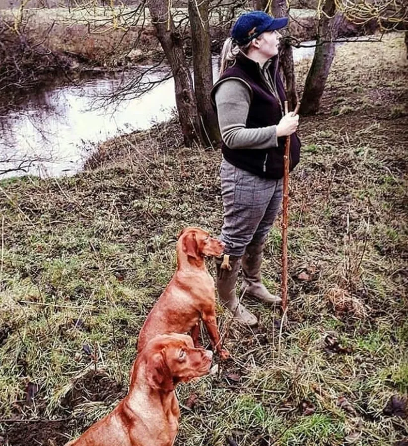 Gamekeeper bred KC registered Crufts progeny smooth Hungarian Vizsla Puppies for sale
