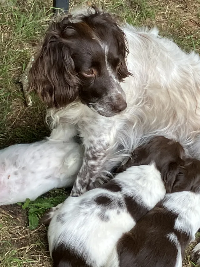 Fabulous Springer Puppies