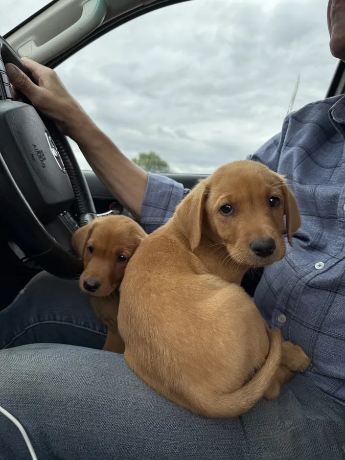 READY NOW FOX RED PUPS