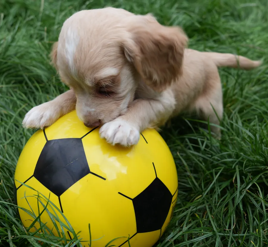 READY TO GO 3 KC working cocker spaniel puppies