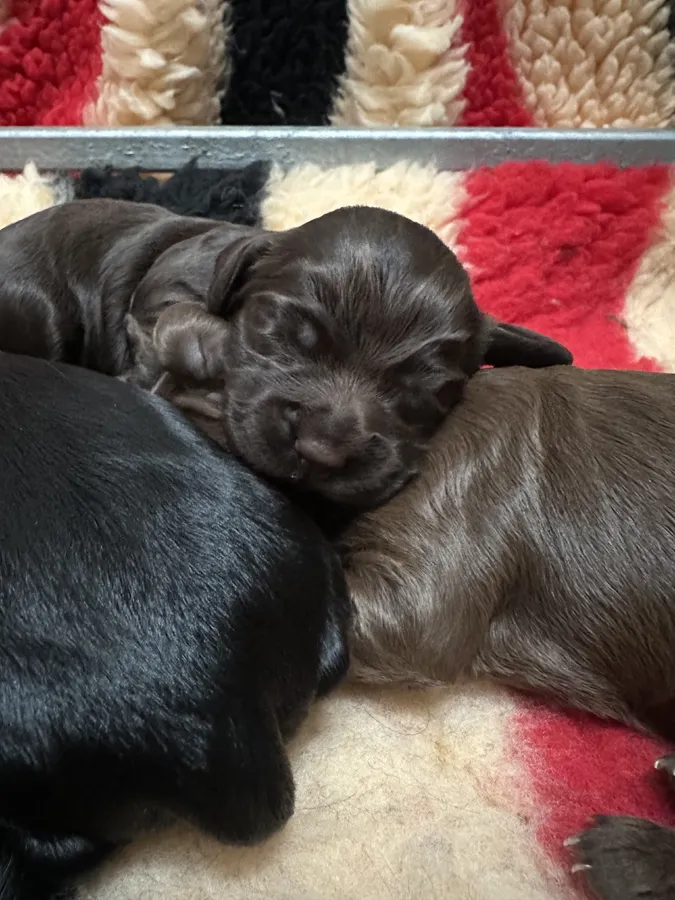 KC Working Cocker Spaniels x3 bitches