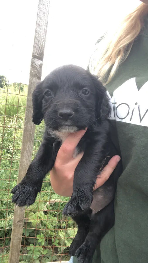 Sprocker pups for sale