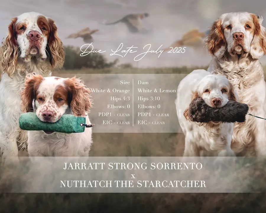 KC Working Clumber Spaniel Puppies