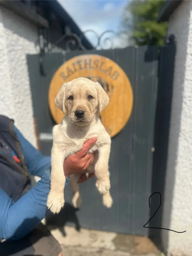 Labrador puppies