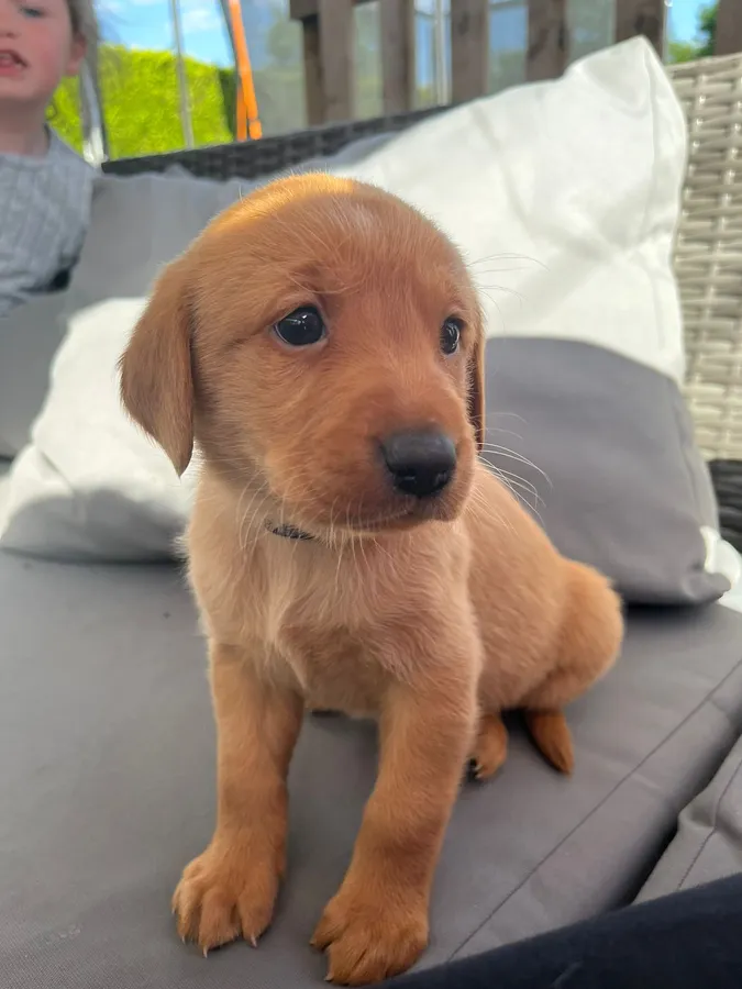 2 girl Kc reg fox red labradori puppies